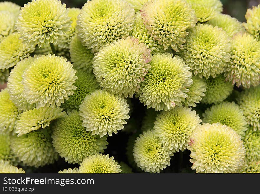 Chrysanthemum flowers of unusual color forming a background. Chrysanthemum flowers of unusual color forming a background