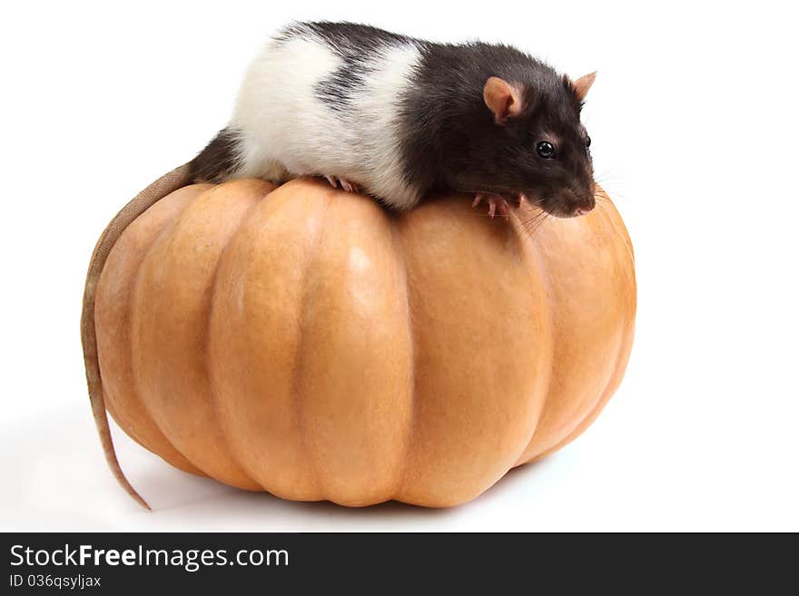 Smart home rat on a pumpkin - isolated on white