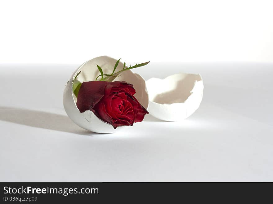 Red rose in a broken eggshell,white background