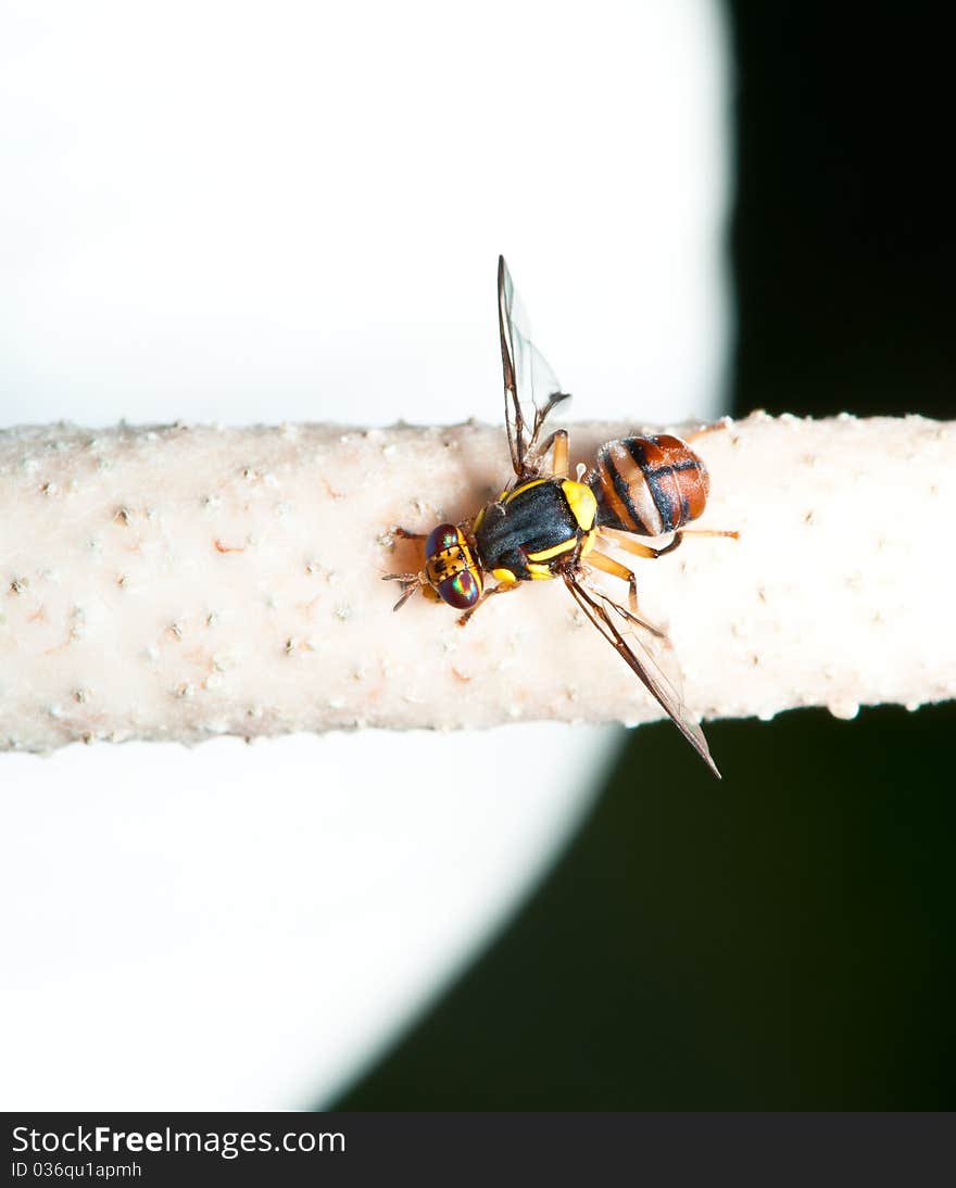 A macro of hoverflies with the detail of its compound eye , wings and body. A macro of hoverflies with the detail of its compound eye , wings and body