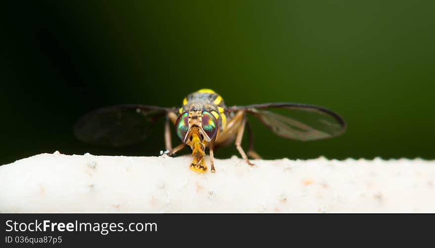 Hoverflies Macro