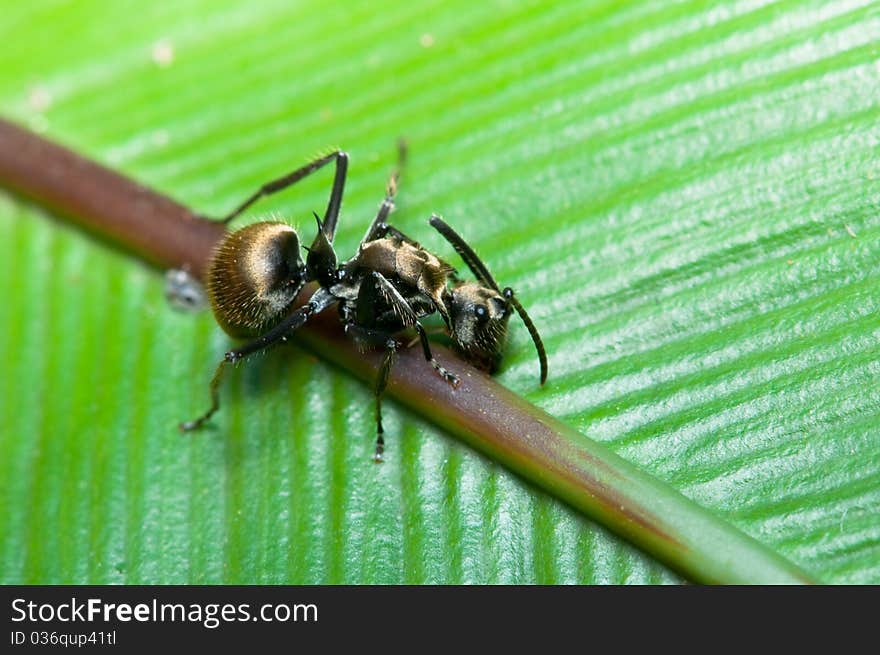 A closeup of a single thorny Ofontomachus Bauri ant. A closeup of a single thorny Ofontomachus Bauri ant