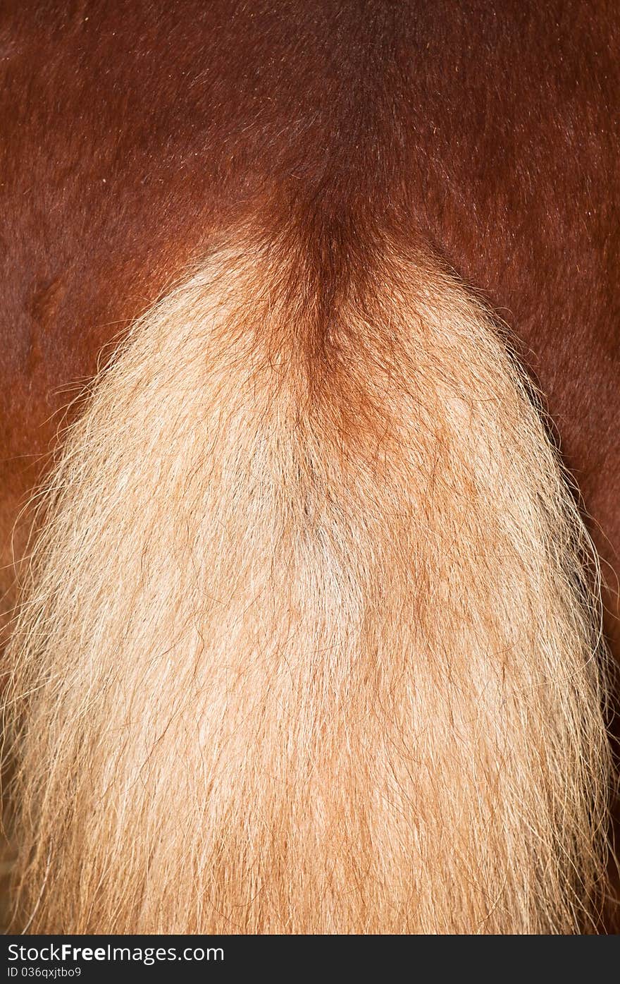 A background of untied pony tail with detail strain of hairs