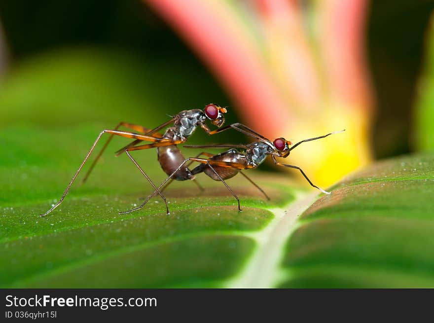 Mating Stilt Legged Flies