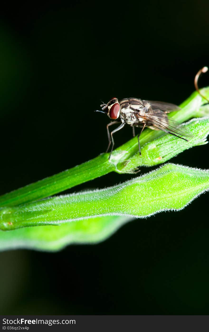 A closeup of male Stomorhina Lunata Fly