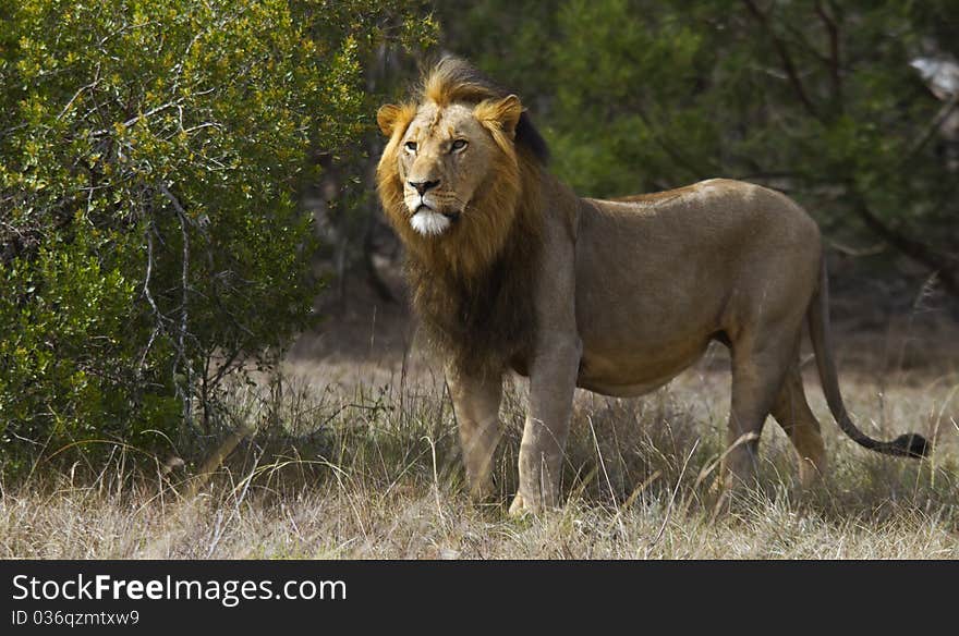 Male lion scanning the plains for prey