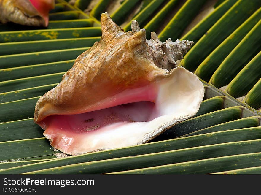 Sea shell on a green tropical leaf by the ocean