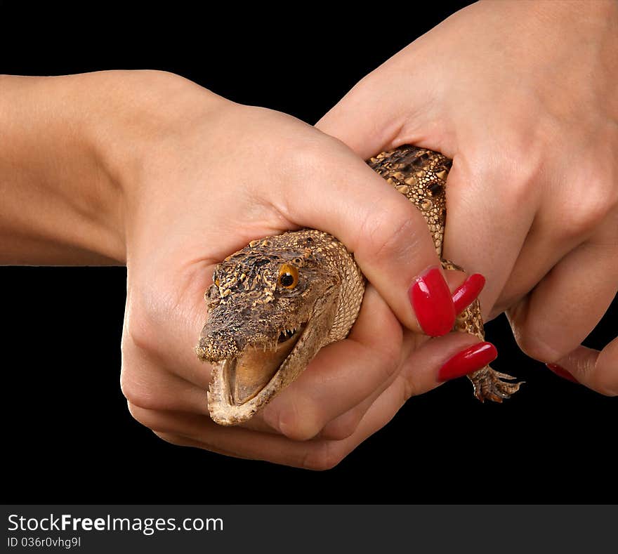 A small crocodile in the human hand close-up, white background