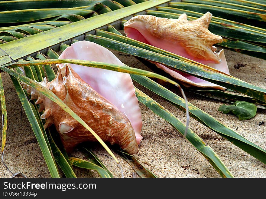 Sea shell on a green tropical leaf by the ocean