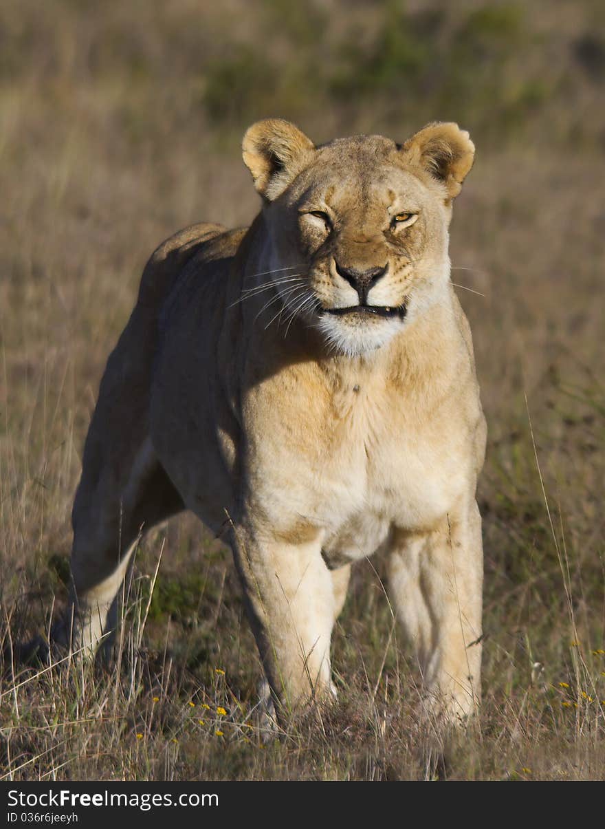 Big female lion growling in private reserve South-Africa. Big female lion growling in private reserve South-Africa