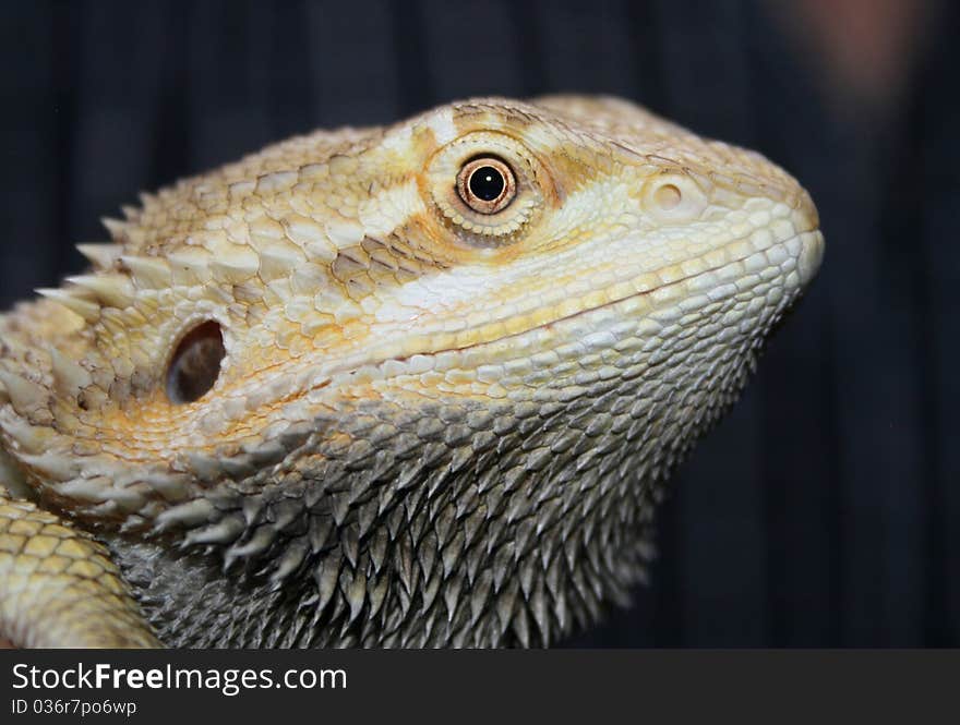 Bearded Dragon