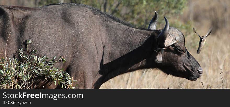 Buffalo patiently tolerating fluttering bird. Buffalo patiently tolerating fluttering bird