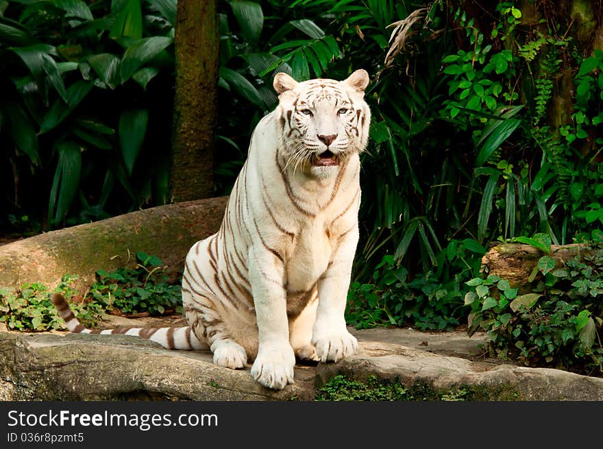 An endangered white Bengal tiger in Singapore zoological garden. An endangered white Bengal tiger in Singapore zoological garden