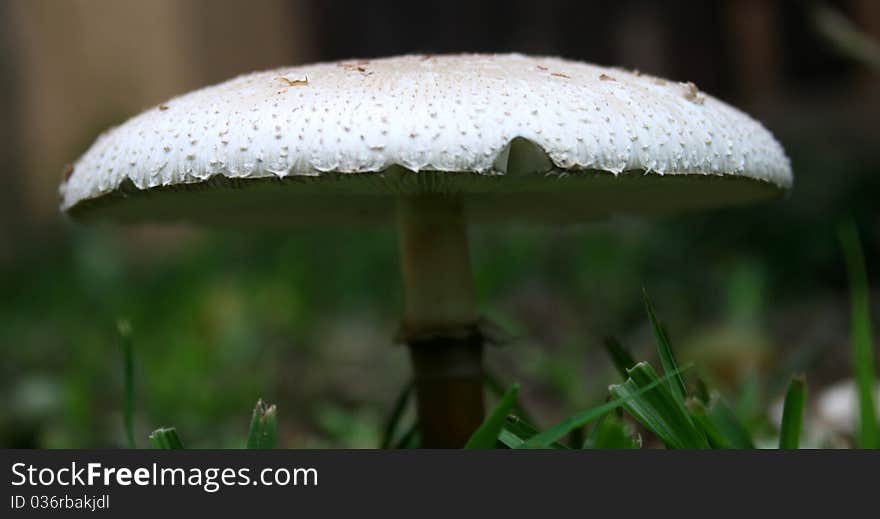 Garden Mushroom blooming close up in garden in South Africa.