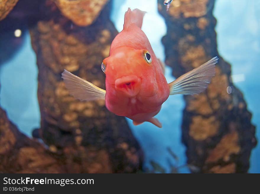 Fish in an aquarium with bubbles. Close-up, horisntal orientation. Fish in an aquarium with bubbles. Close-up, horisntal orientation