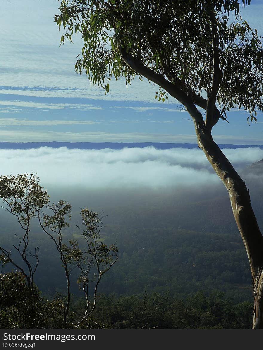 A view from a high lookout of timbered wooded forest valley that is partially covered in fog mist & lightly clouded sky. A view from a high lookout of timbered wooded forest valley that is partially covered in fog mist & lightly clouded sky