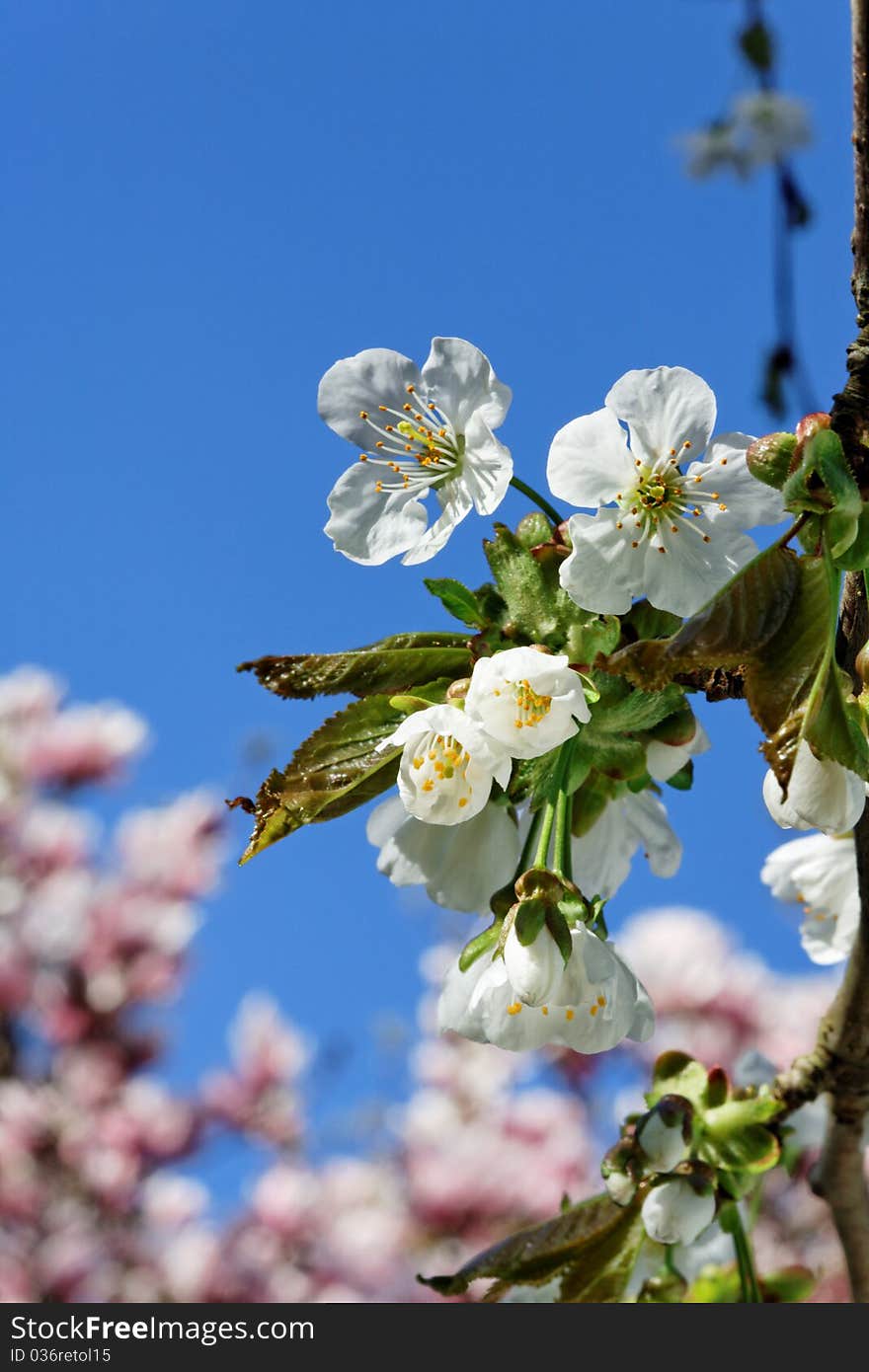 Cherry blossom.