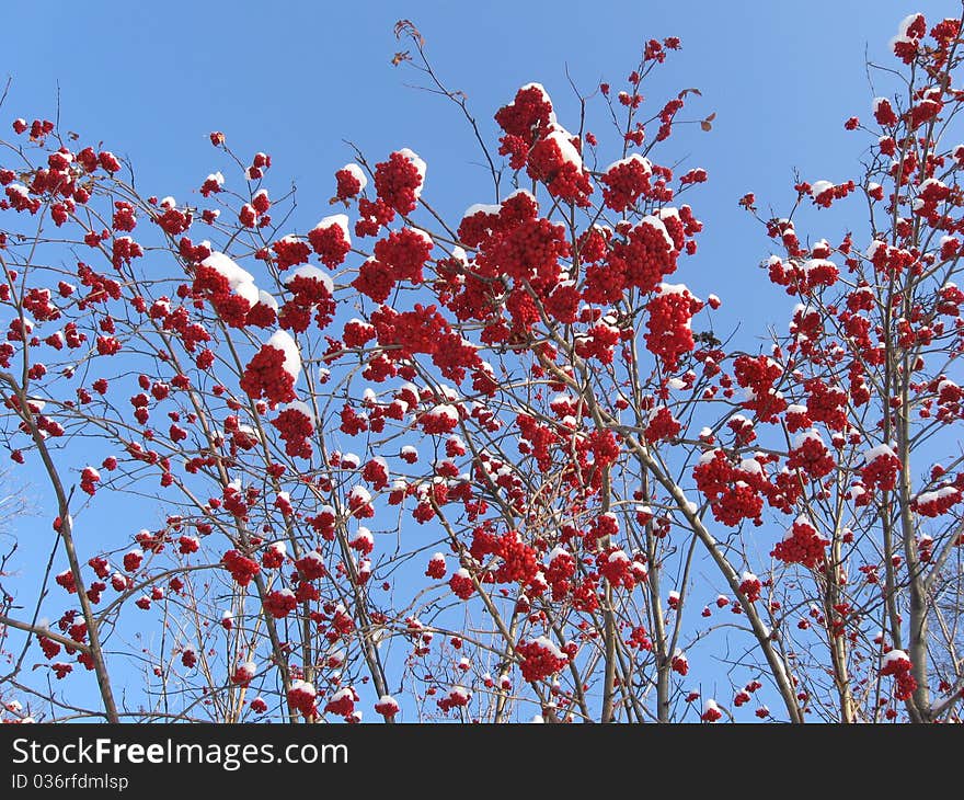 Winter rowan-trees with damask berries under snow .