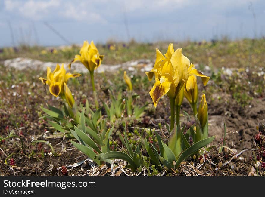 Dwarf Irises on Field in Springtime