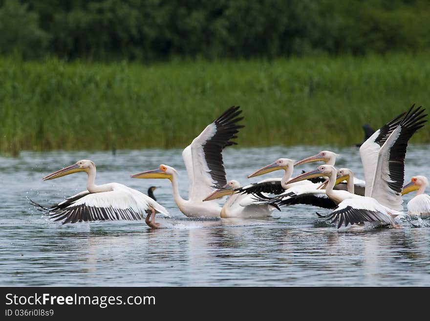 White Pelicans