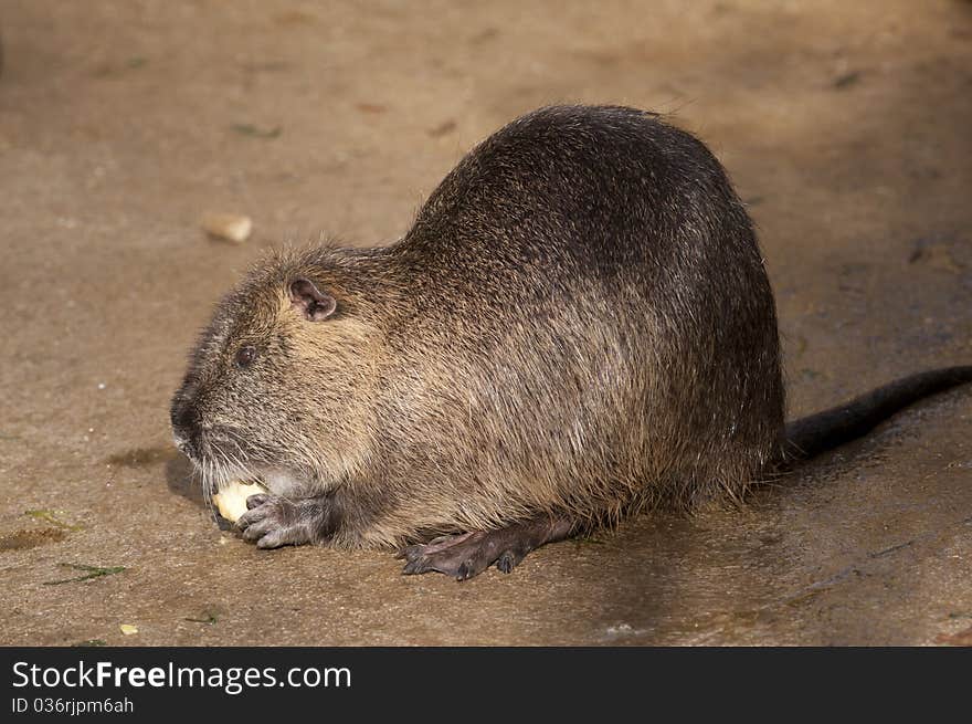 Nutria Eating