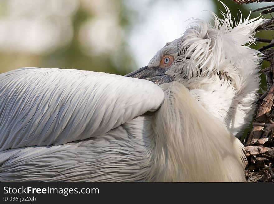 Dalmatian Pelican (Pelecanus crispus) sleeping. Dalmatian Pelican (Pelecanus crispus) sleeping