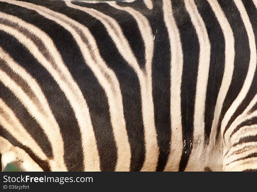 Zebra Background