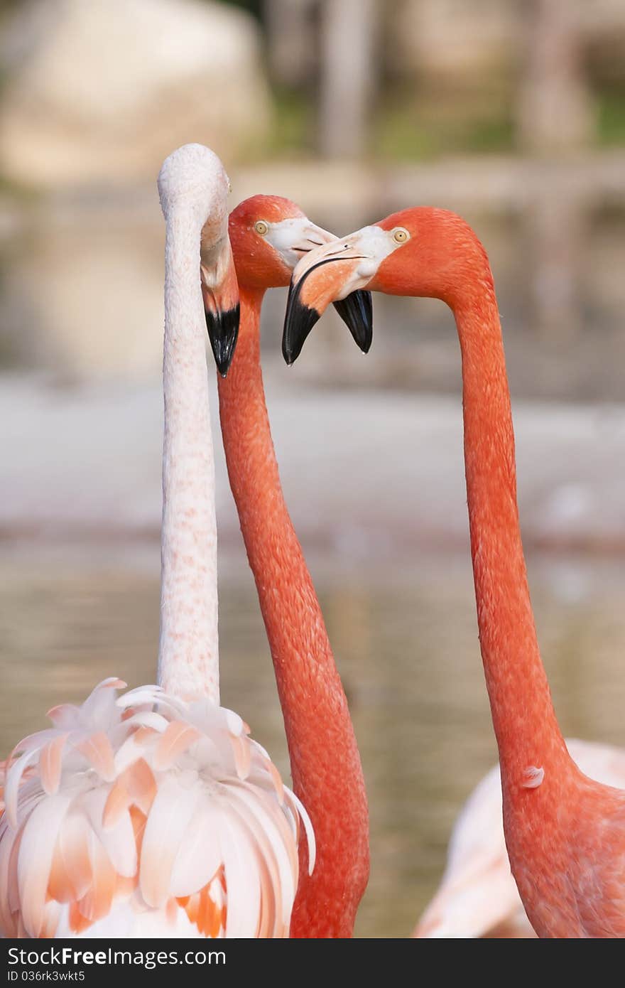 Three Flamingos Arguing in water