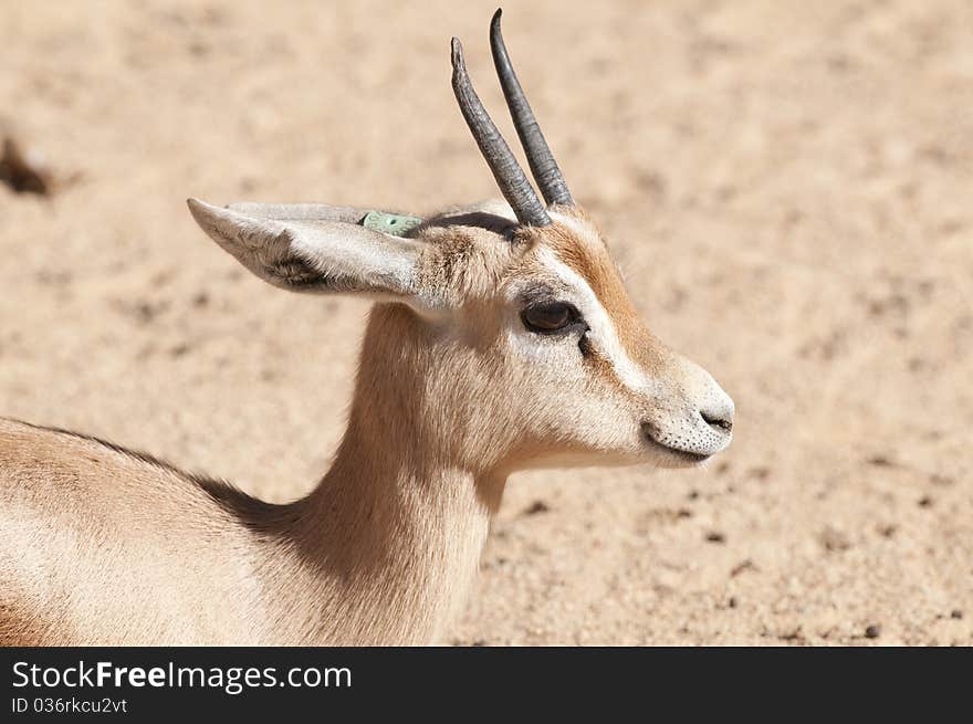 Dorcas Gazelle Portrait