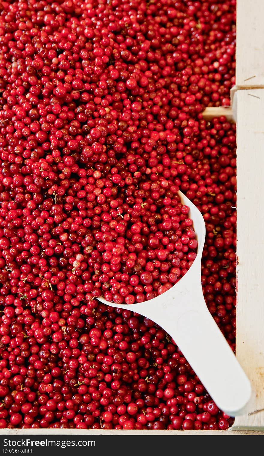 Basket full with Cowberries