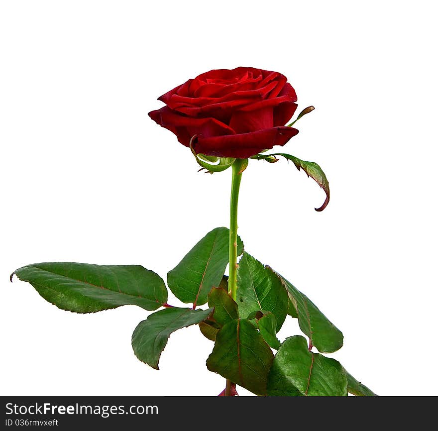 Beautiful red rose isolated on white background