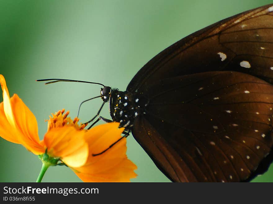 Butterfly at the Flower