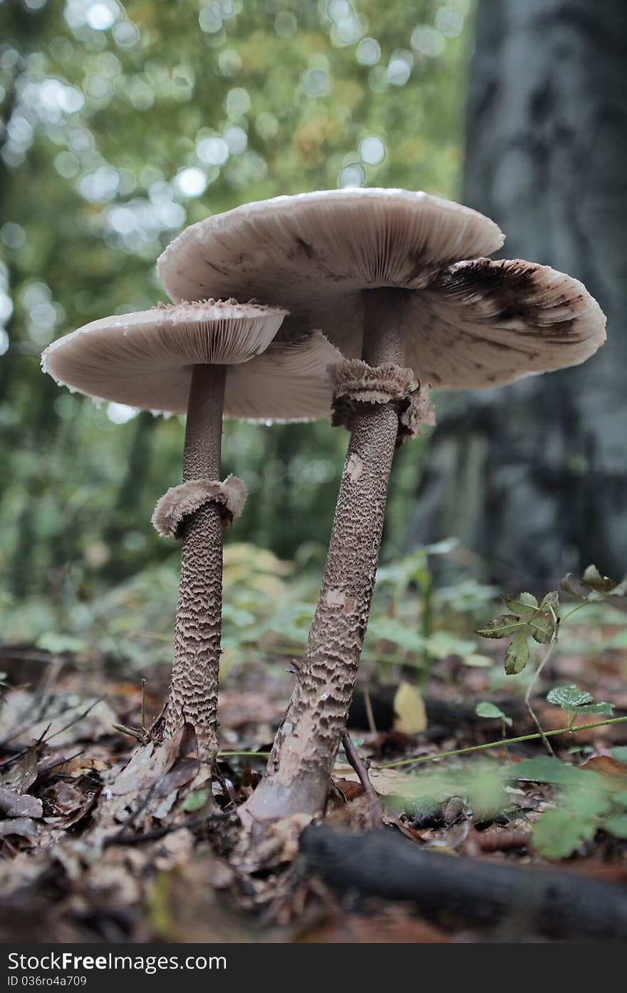 Pair of mushrooms in the forest. High density range image