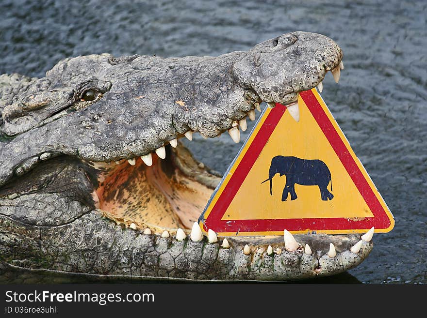 Funny crocodile