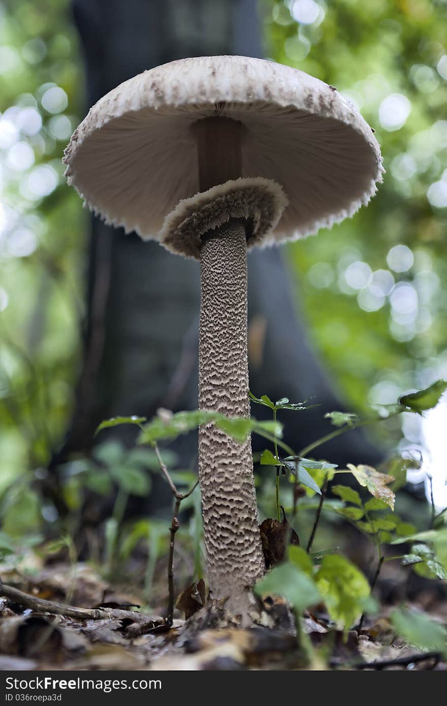 Collar and hat