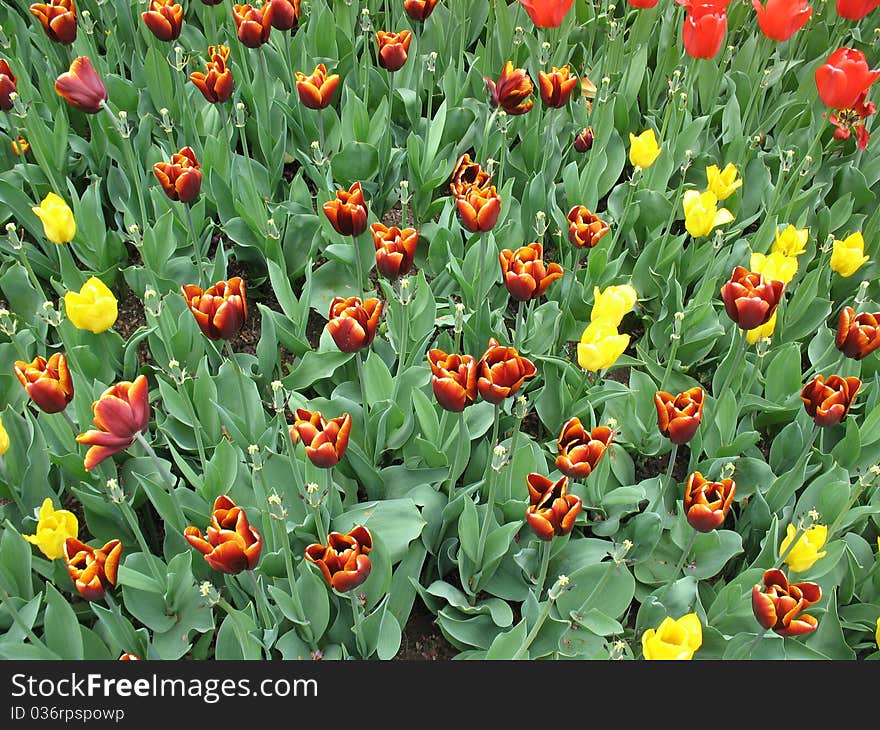 Tulip flowers in spring garden. Tulip flowers in spring garden