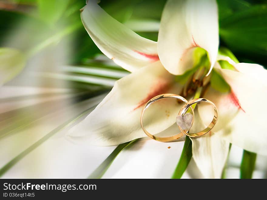 Wedding white flower lily with wedding gold rings and green leafs