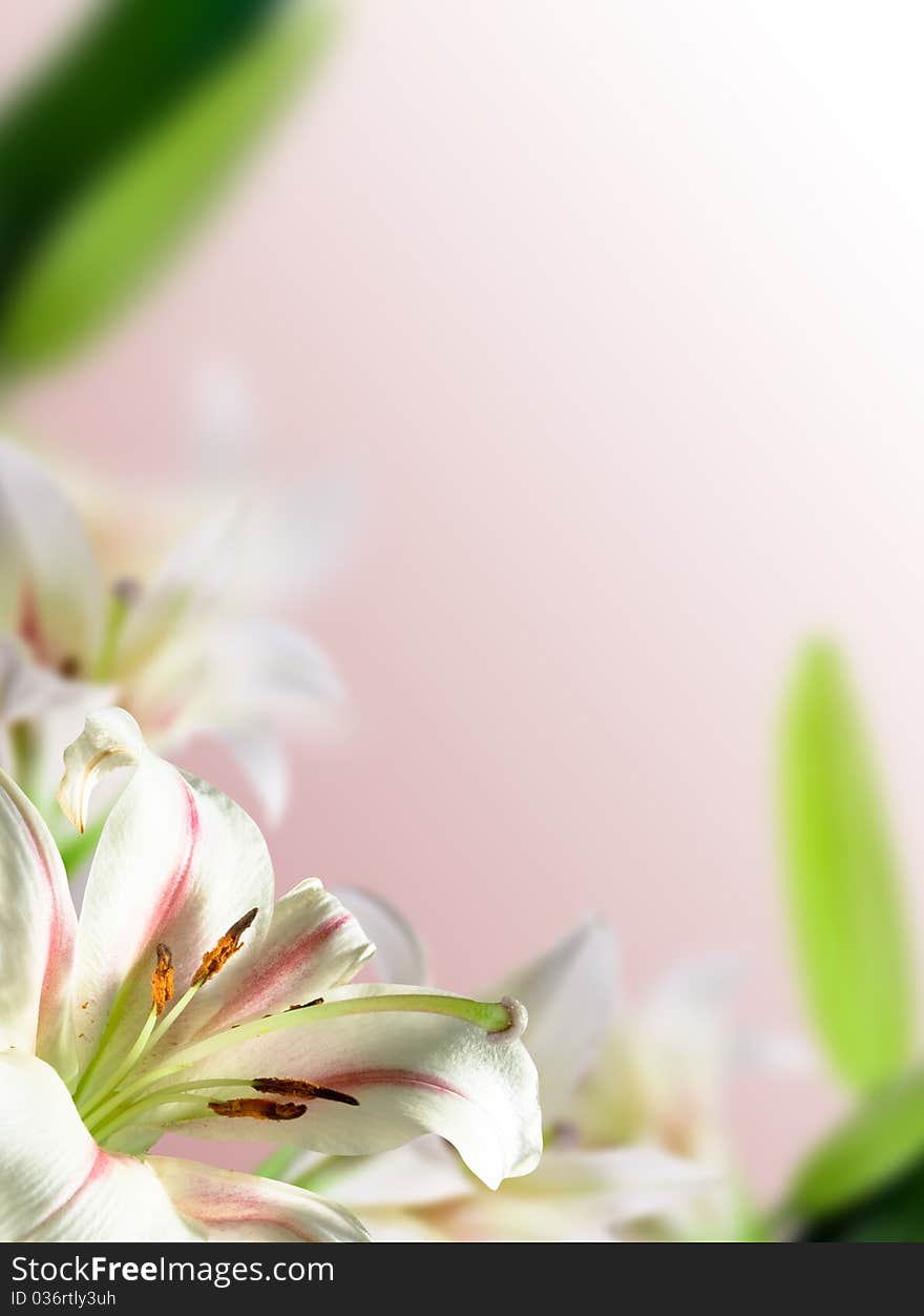 White flowers lily with green leaf on pink background