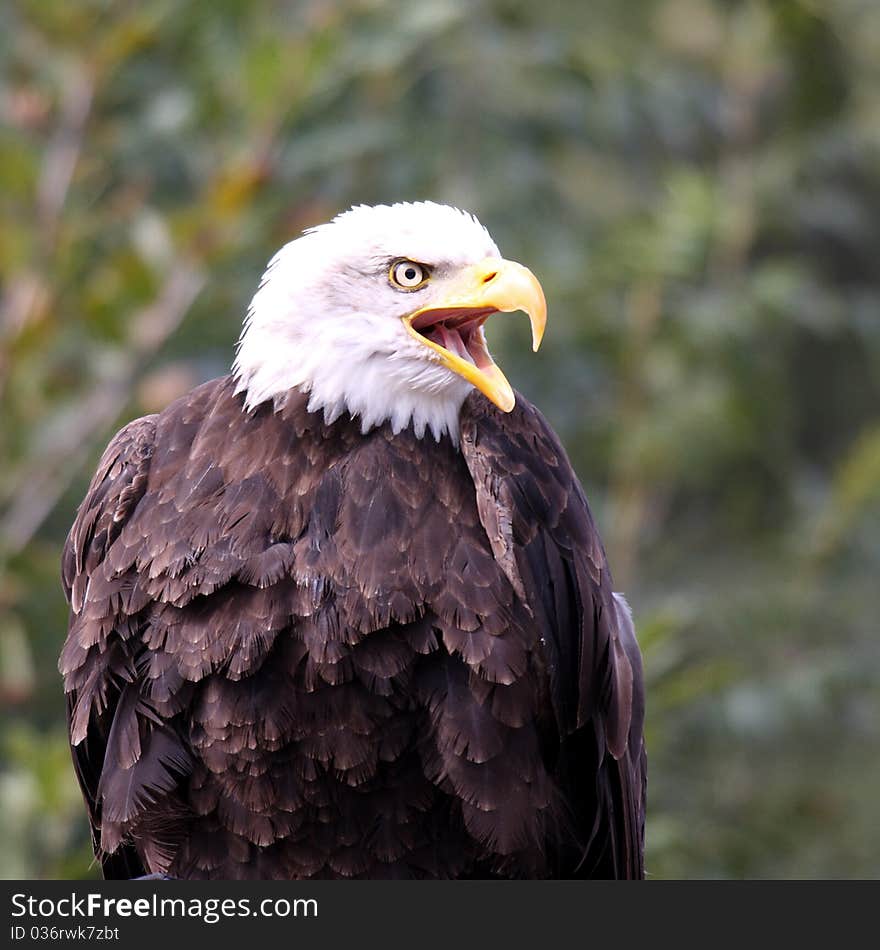 Crying eagle in the forest. Crying eagle in the forest