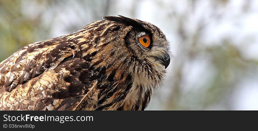 Owl crying in a forest. Owl crying in a forest