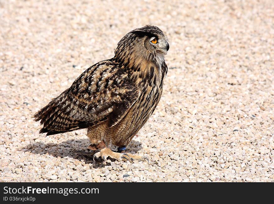 Bird of prey on floor