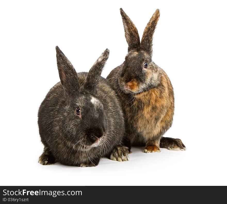 Two Satin and Harlequin cross breed rabbits. Two Satin and Harlequin cross breed rabbits