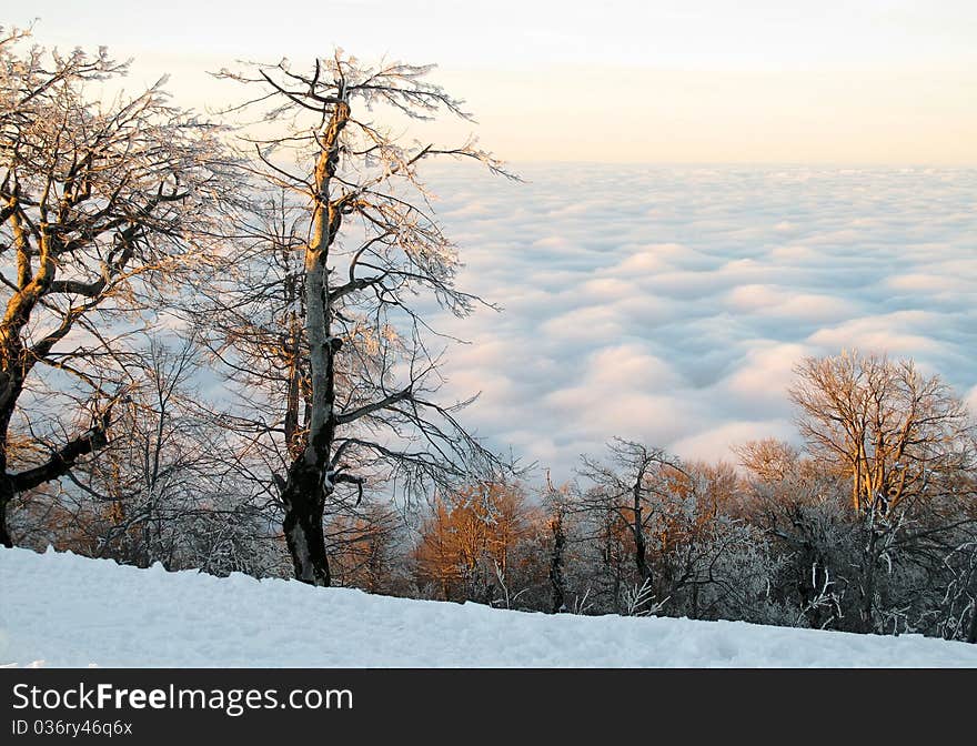 Bare deciduous trees with icy branches on a snowy mountain above white and pink puffy cumulus clouds with the colors of sunset. Bare deciduous trees with icy branches on a snowy mountain above white and pink puffy cumulus clouds with the colors of sunset