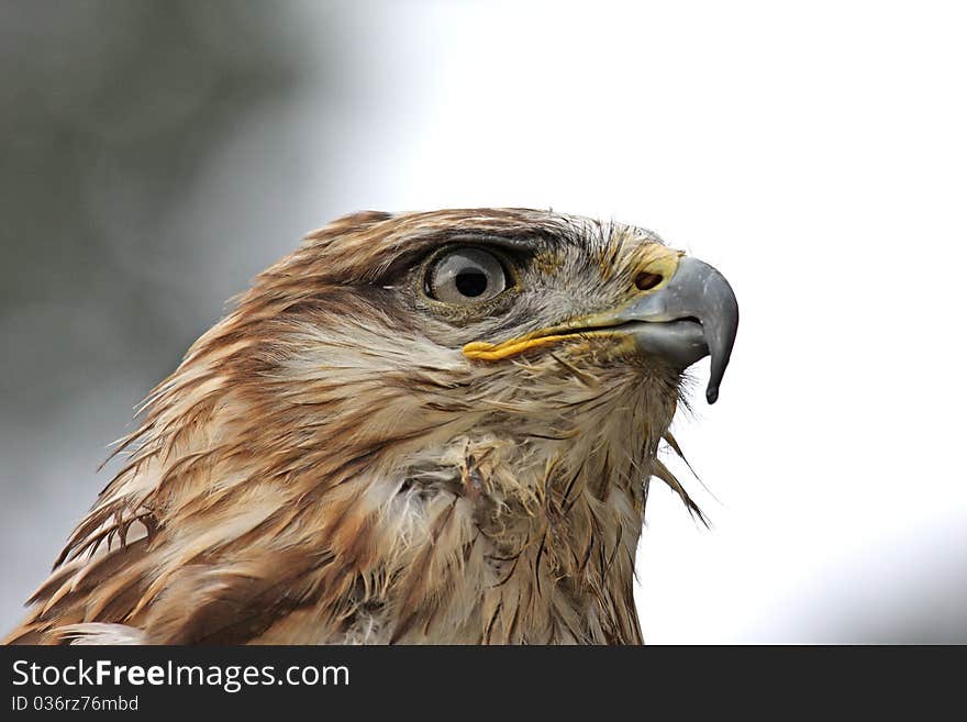 Eagle head whith brown eyes. Eagle head whith brown eyes