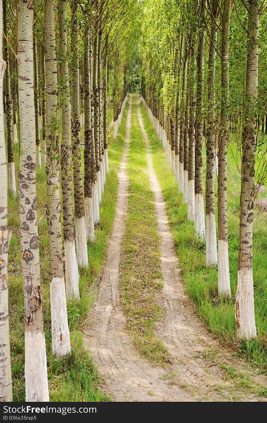 Alley, Trees And Way