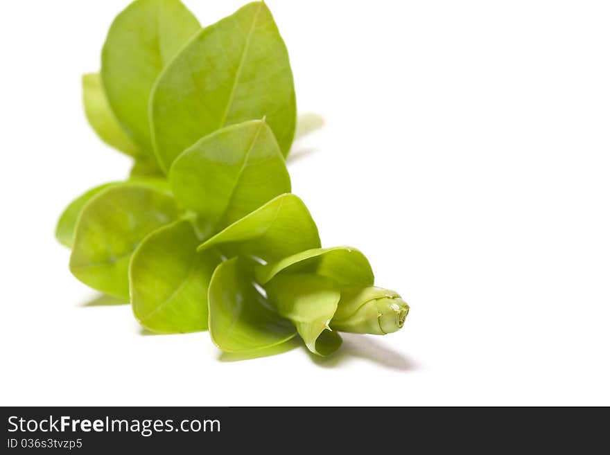 Green plant isolated over white. Green plant isolated over white