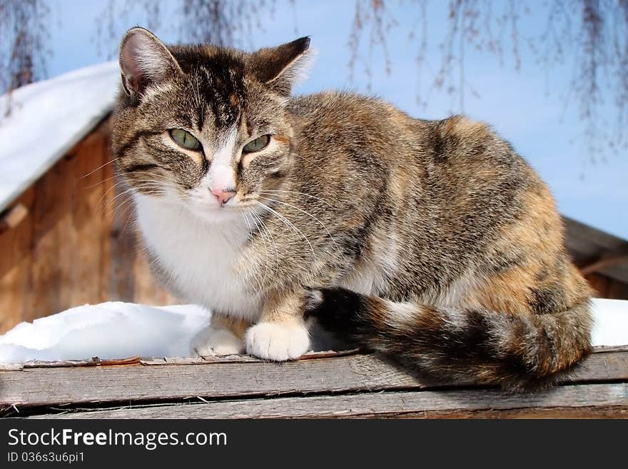 Cat close-up in snow