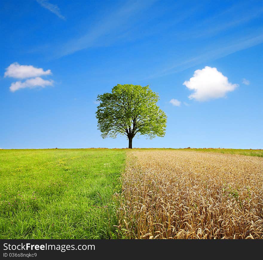 Summer wheat field and tree. Summer wheat field and tree