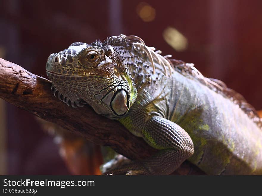 An iguana resting on a tree branch