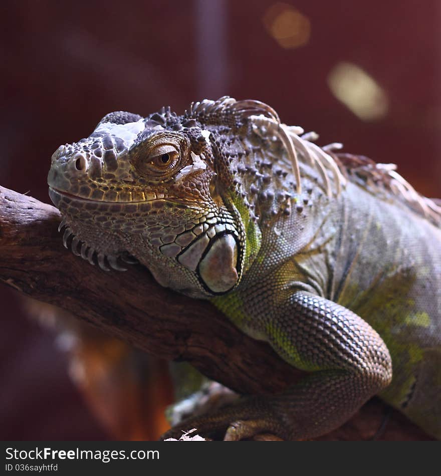 An iguana resting on a tree branch